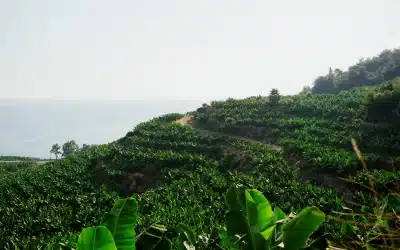 Discovering the World of Banana Plantations in Costa Rica