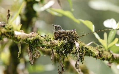 A Comprehensive Guide to The Types of Hummingbirds in Costa Rica