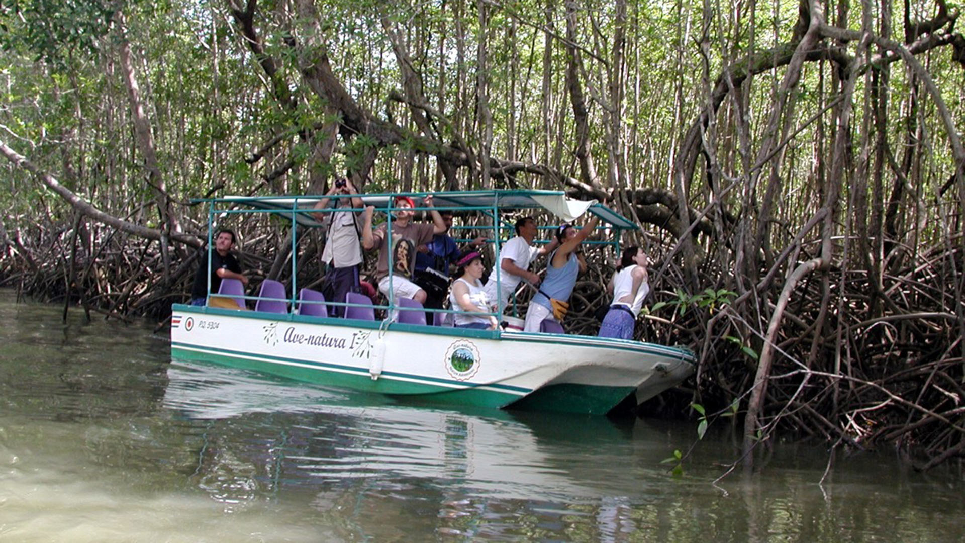 mangrove boat tour