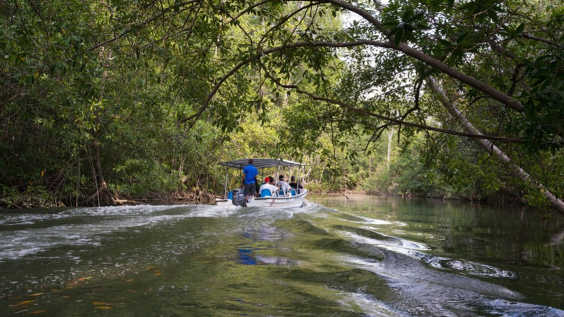 mangrove boat tour