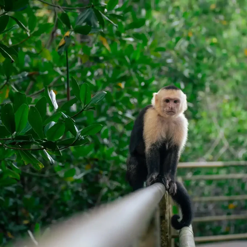 Manuel Antonio National Park Guided Tour