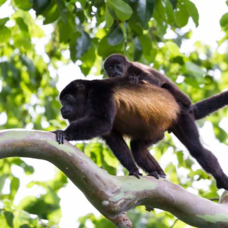 Rincon de la Vieja National Park Guided Hike