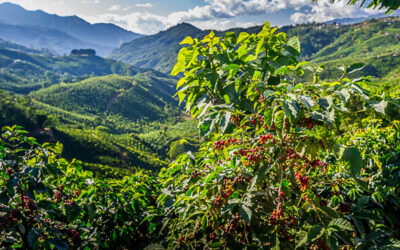 The Best Costa Rican Coffee Beans & Brews You Can’t Miss