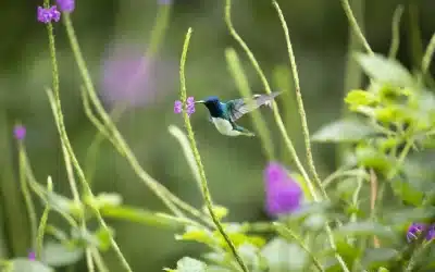 Ready To Go Birding? Discover The Most Beautiful Birds in Costa Rica