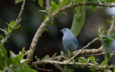 How to Plan a Bird Watching Costa Rica Trip: Best Spots and Tips