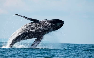 Discover the Best Spots and Times for Whale Watching in Costa Rica