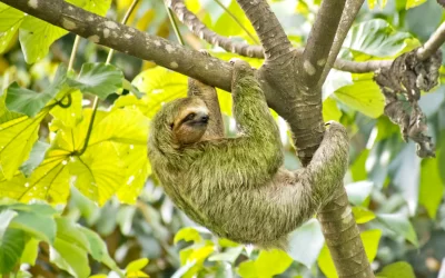 Best Place to See Sloths and Other Wildlife in La Fortuna, Costa Rica