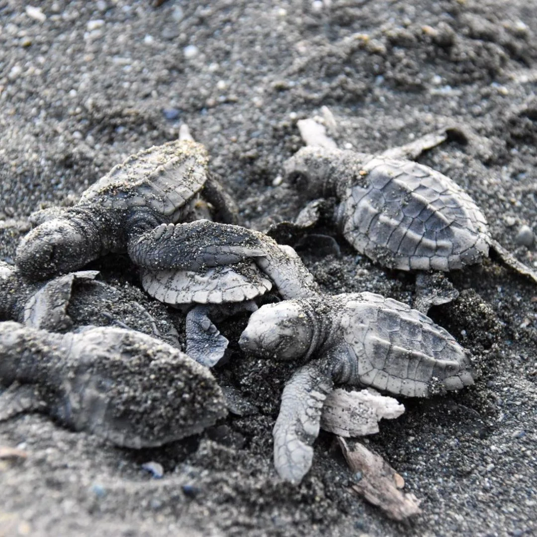 Costa Rica Turtle Season
