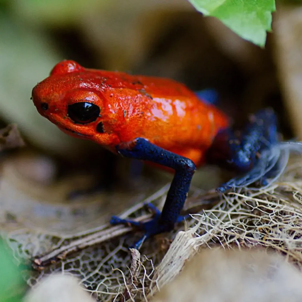 dart poisson frog costa rica