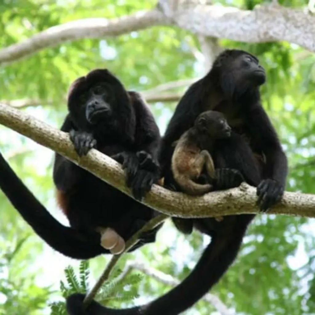 howler monkey costa rica