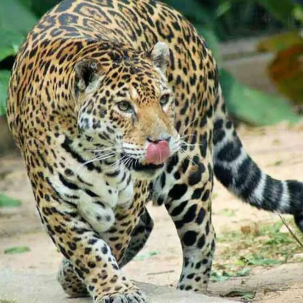 jaguar costa rica