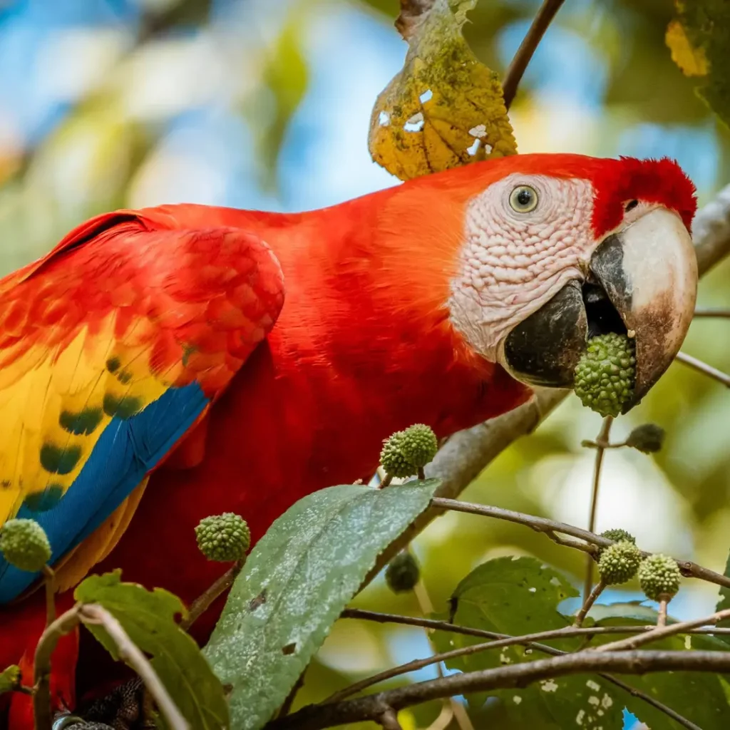 scarlet macaw costa rica