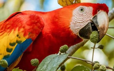 Top 6 Must-See Costa Rica Wildlife Species