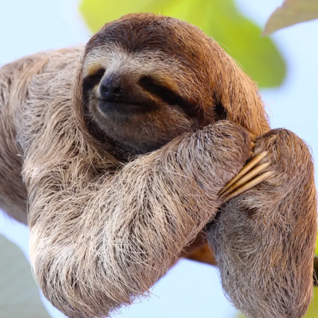 sloth in costa rica