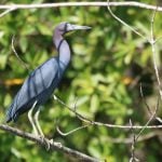 Terraba Sierpe Mangrove & Wildlife