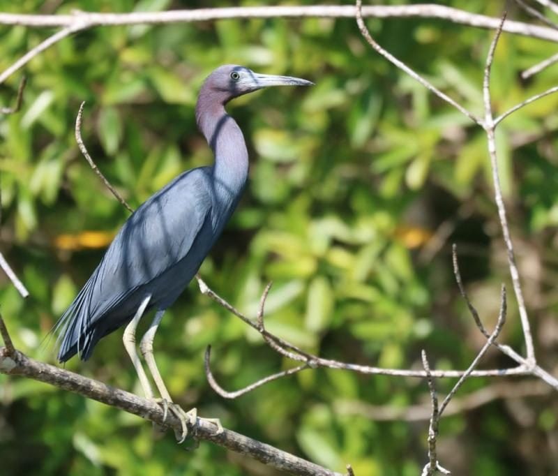 Terraba Sierpe Mangrove & Wildlife