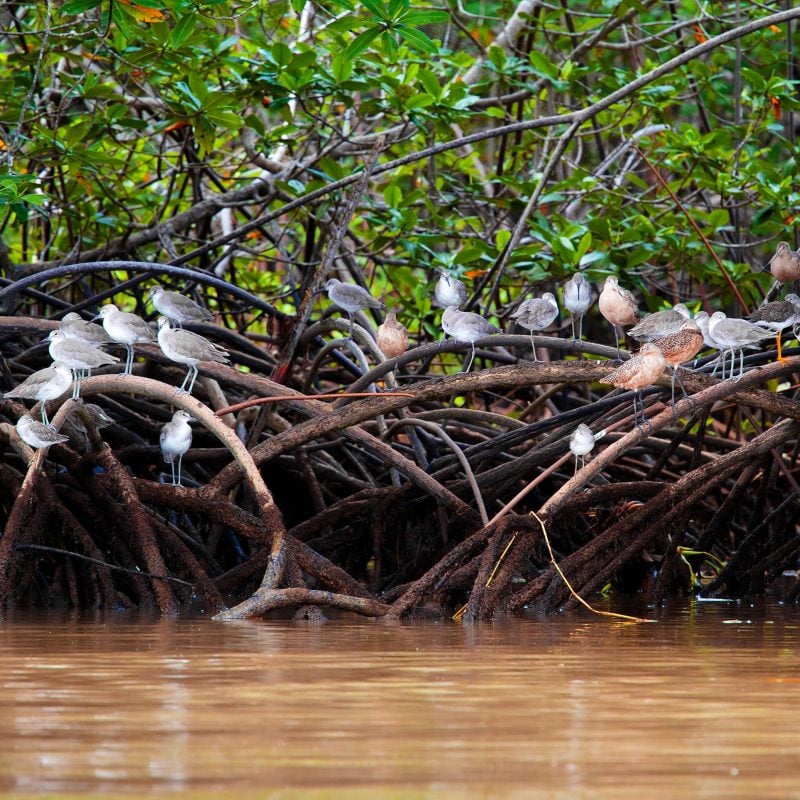 Terraba Sierpe Mangrove & Wildlife