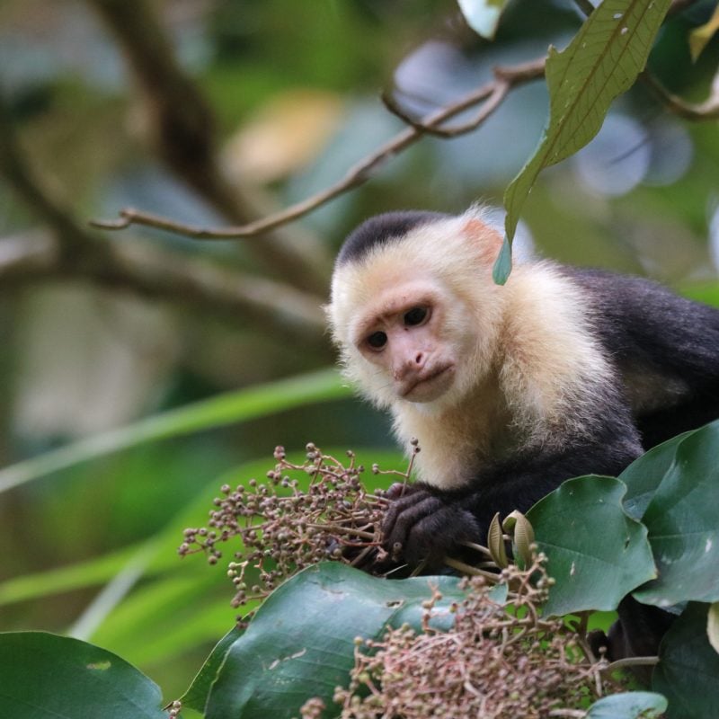 Terraba Sierpe Mangrove & Wildlife