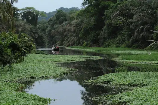 A small boat navigates through a lush, green river surrounded by dense tropical trees and vegetation, with calm water reflecting the scene.