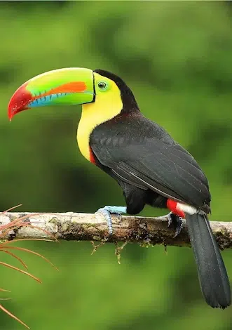 A toucan with a large, colorful beak is perched on a branch against a blurred green background.